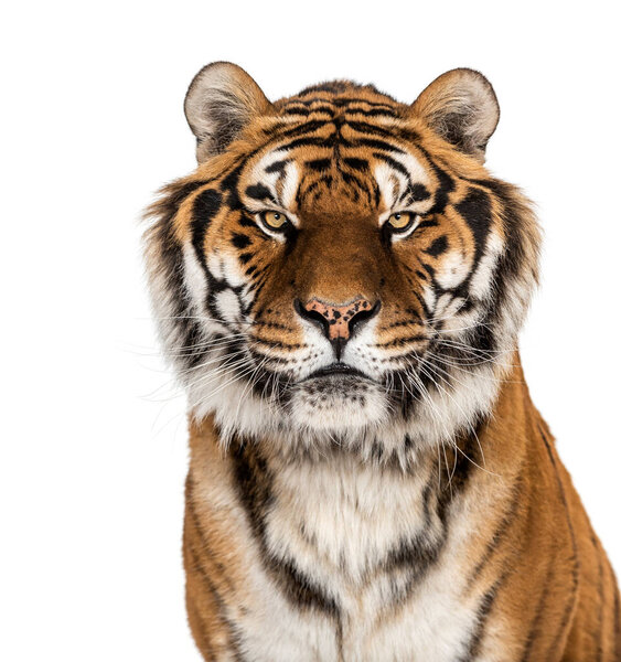 Staring Tiger's head portrait, close-up, isolated on white