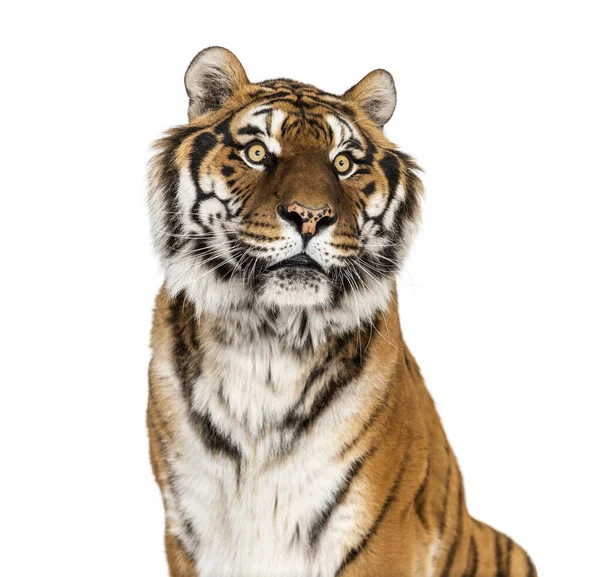 Tigris Fej Portré Közelkép Elszigetelt Fehér — Stock Fotó