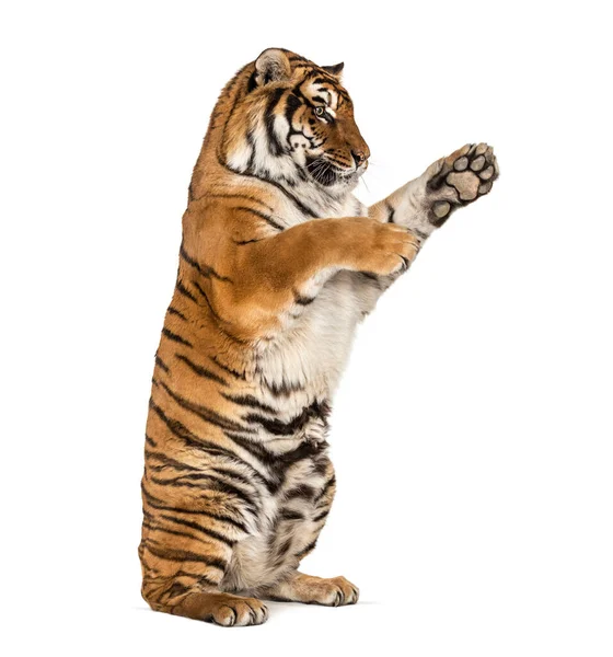 Tiger Auf Hinterbeinen Pfote Isoliert Auf Weiß — Stockfoto