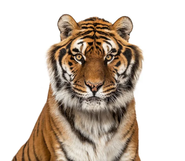 Retrato Cabeça Tigre Close Olhando Para Câmera Isolada Branco — Fotografia de Stock