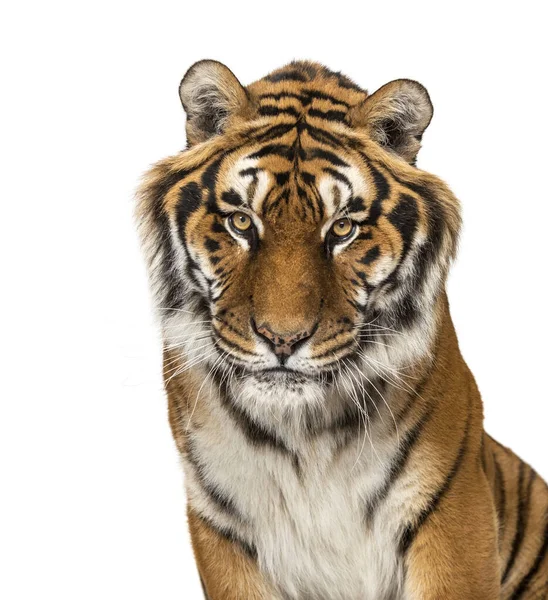 Närbild Tigers Huvud Isolerad Vitt — Stockfoto