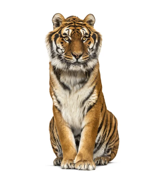 Tiger Sitzend Isoliert Auf Weiß — Stockfoto