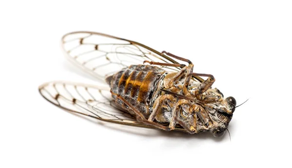 Auf Dem Rücken Graue Zikade Isoliert Auf Weißem Grund — Stockfoto