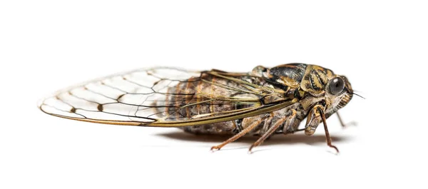 Grå Cicada Isolerad Vitt — Stockfoto