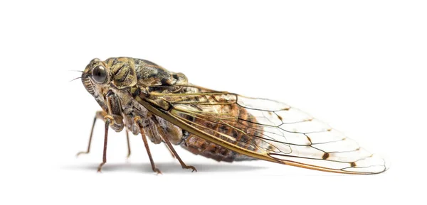 Szürke Cicada Elszigetelt Fehér — Stock Fotó