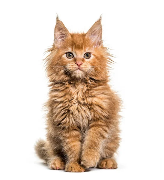 Ginger Maine Coon Kitten Sitting — Stock Photo, Image