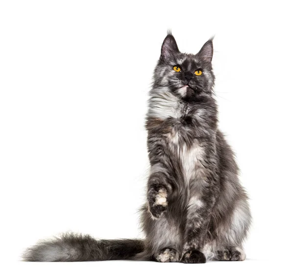 Vit Och Grå Maine Coon Sitter Isolerad Vitt Gula Ögon — Stockfoto