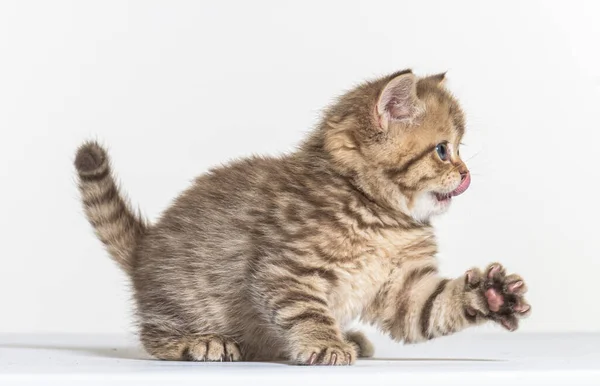 Britânico Longhair Gatinho Fundo Papel Branco — Fotografia de Stock