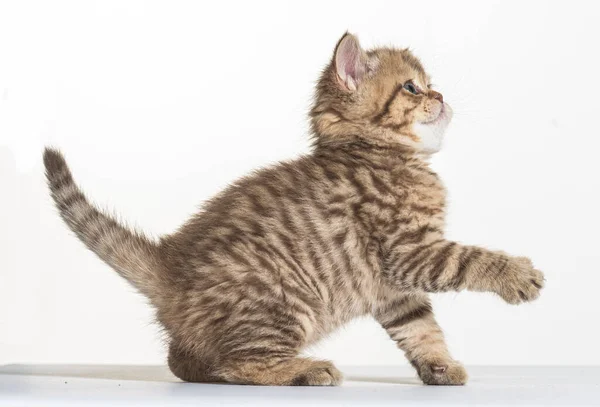 british longhair kitten on a white paper background