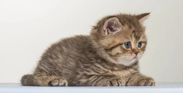 Britânico Longhair Gatinho Fundo Papel Branco — Fotografia de Stock