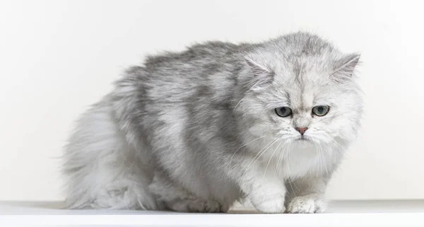 Brits Lang Haar Een Witte Papieren Achtergrond — Stockfoto