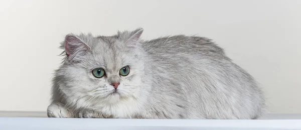 Brits Lang Haar Een Witte Papieren Achtergrond — Stockfoto