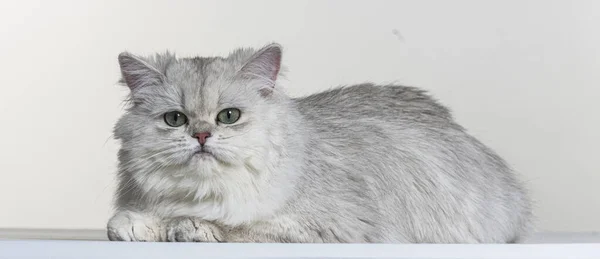 British Longhair White Paper Background — Stock Photo, Image