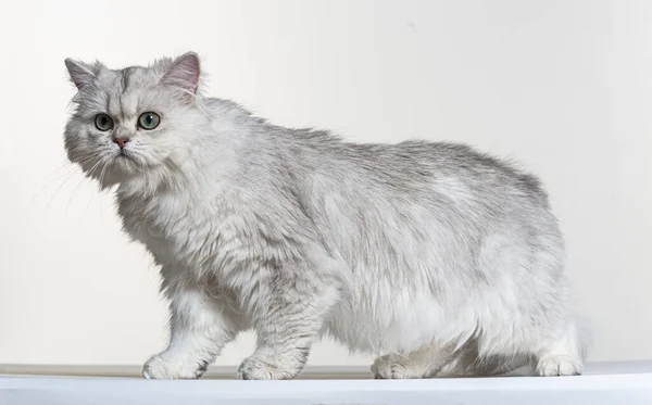 Brits Lang Haar Een Witte Papieren Achtergrond — Stockfoto