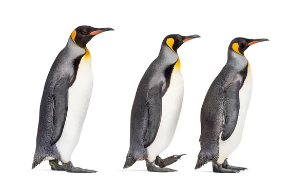 Group King Penguin Each Other — Stock Photo, Image