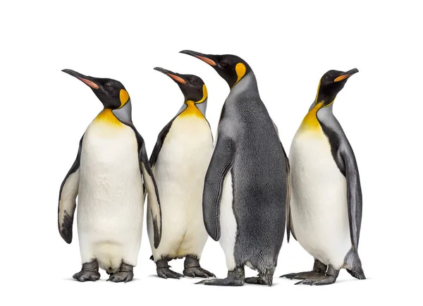 Colony King Penguins Together Isolated White — Stock Photo, Image