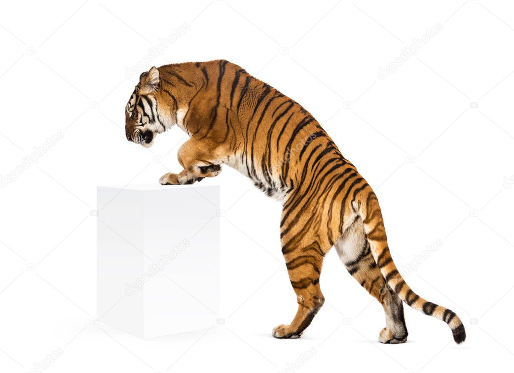 Tiger getting up a white box, isolated on white