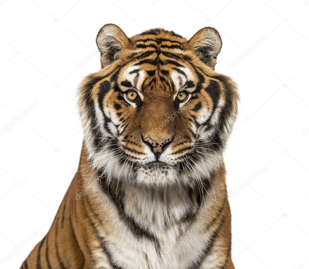 Tiger's head portrait, close-up, looking at the camera isolated on white