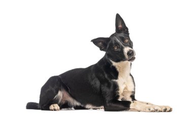 Border collie yatar ve bakar, beyaz üzerinde izole