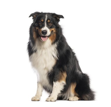 Avustralya çoban köpeği beyaz bir arka planda oturuyor ve soluk soluğa, arkadaş canlısı ve mutlu görünüyor.