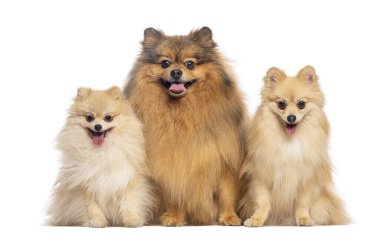 Beyaz arka planda pomeranianların üçlüsü