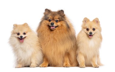 Üç sevimli Pomeranian köpeği birlikte oturuyorlar, soluk soluğa ve beyaz bir arka planda ileriye bakıyorlar.