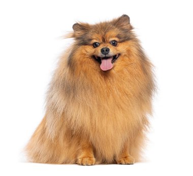 Alman tükürük eldiveni beyaz arka planda oturuyor, dilini uzatıyor ve nefes nefese