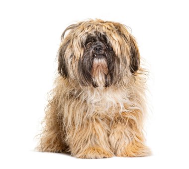 Güzel, uzun saçlı köpek beyaz arka planda oturuyor ve dişlerini gösteriyor.