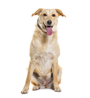 Beyaz arka planda oturan mutlu Labrador Retriever