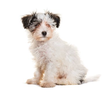 Şirin pofuduk köpek yavrusu beyaz bir arka planda dikkatlice oturuyor.
