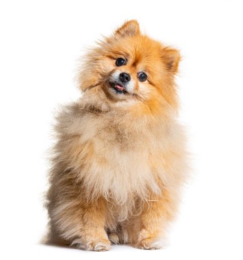 Tatlı Pomeranian köpeği beyaz bir arka planda izole bir şekilde oturup kafasını merakla eğiyor.