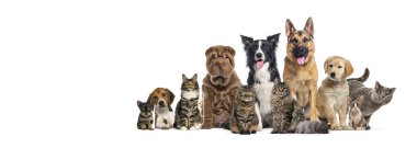 Çeşitli cinslerden kediler ve köpekler beyaz bir arka planda birlikte poz veriyorlar.