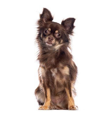 Sevimli uzun saçlı chihuahua bembeyaz bir arka planda oturuyor ve poz veriyor.