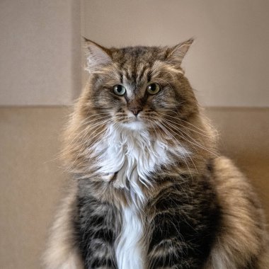 Güzel, uzun saçlı Sibirya kedisi kanepede oturuyor ve yoğun bir şekilde bakıyor.