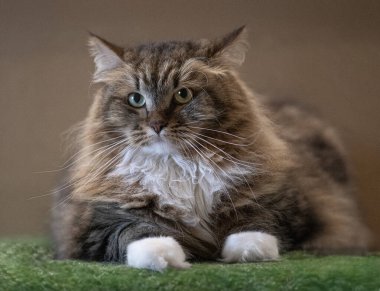 Uzun saçlı kedi yeşil yüzeyde dinleniyor.