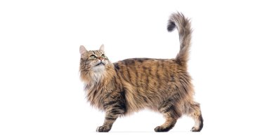 Oyuncu, uzun saçlı, avrupalı bir kedi. Garip bir şekilde yukarı bakıyor, beyaz arka planda soyutlanmış.