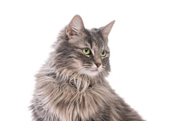 Tüylü kürklü gri Norveç kedisi tasma takıyor ve beyaz bir arka planda izole edilmiş bir şekilde yan tarafa bakıyor.