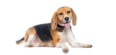 Mutlu av köpeği soluk soluğa ve beyaz arka planda uzanmış, dilini gösteriyor.