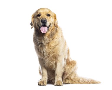 Golden Retriever oturuyor ve soluk soluğa, beyaz arka planda izole.