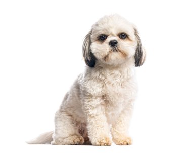 Küçük shih tzu köpeği beyaz arka planda oturuyor ve poz veriyor.