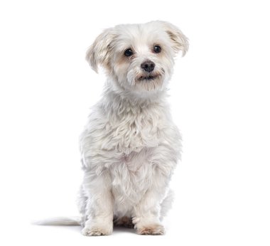 Sevimli beyaz melez köpek, beyaz bir arka planda sabırla oturuyor.