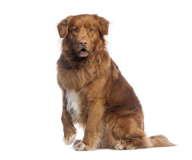 Şirin, tüylü, Scotia ördek paralı av köpeğinin beyaz arka planda otururken ve pati çekerken çekilen görüntüleri.