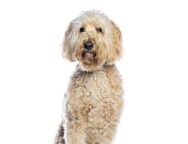 Beyaz arka planda oturan sevimli labrador köpeğinin stüdyo fotoğrafı.