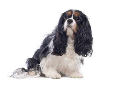 Süvari Kral Charles Spaniel 'in beyaz arka planda izole bir şekilde oturduğu ve izlediği bir stüdyo resmi.