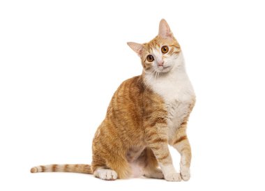 Turuncu ve beyaz tekir kedi beyaz arka planda oturuyor ve başını eğiyor.