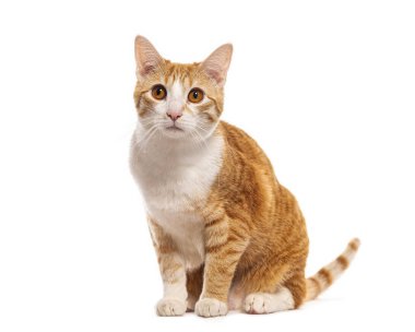 Beyaz arka planda oturan güzel kızıl kedinin stüdyo çekimi.