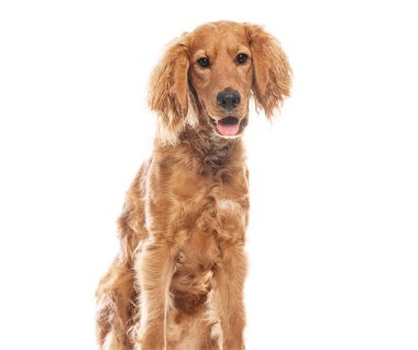 Beyaz bir arka planda oturan şirin melez bir köpek yavrusunun stüdyo fotoğrafı, mutlu bir şekilde soluyor.