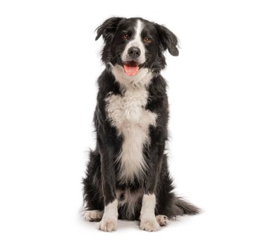 Border collie beyaz arka planda oturuyor ve soluk soluğa, ileriye bakıyor