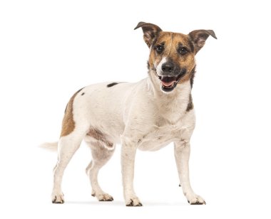 Jack Russell Terrier beyaz bir arka planda duruyor ve soluk soluğa kalıyor. Dostça doğasını ve oyuncu kişiliğini gösteriyor.