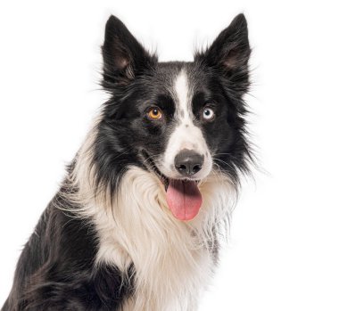 Border collie köpeği soluk soluğa ve beyaz arka planda izole edilmiş heterokromisini gösteriyor.